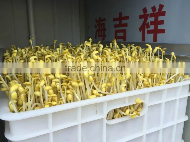 Automatic Bean Sprout Machine/Soybean Sprout Machine/Mung bean Sprout Machine