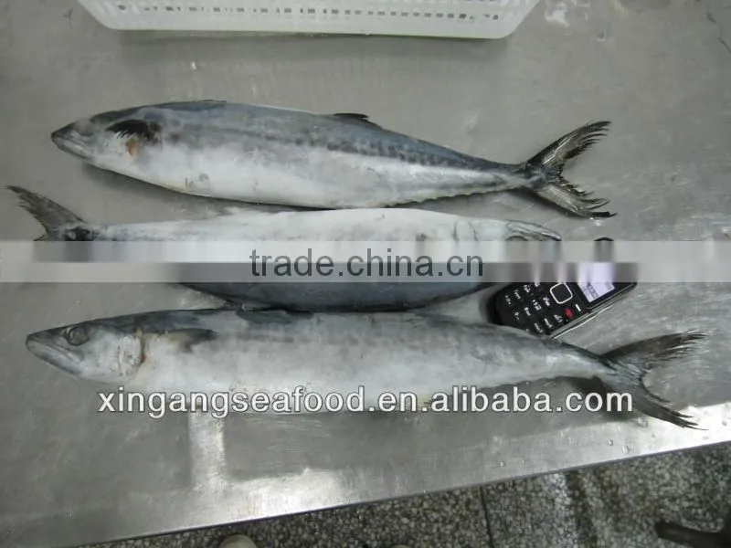 spanish mackerel sale