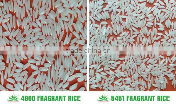 BEST JAPONICA ROUND RICE <5% BOKEN> - CHEAPEST PRICE_HIGH QUALITY - CURRENT RICE