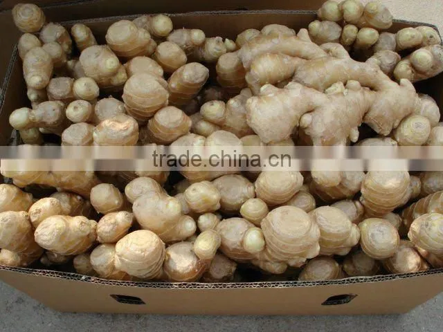 2012 farm fresh yellow dehydrated ginger