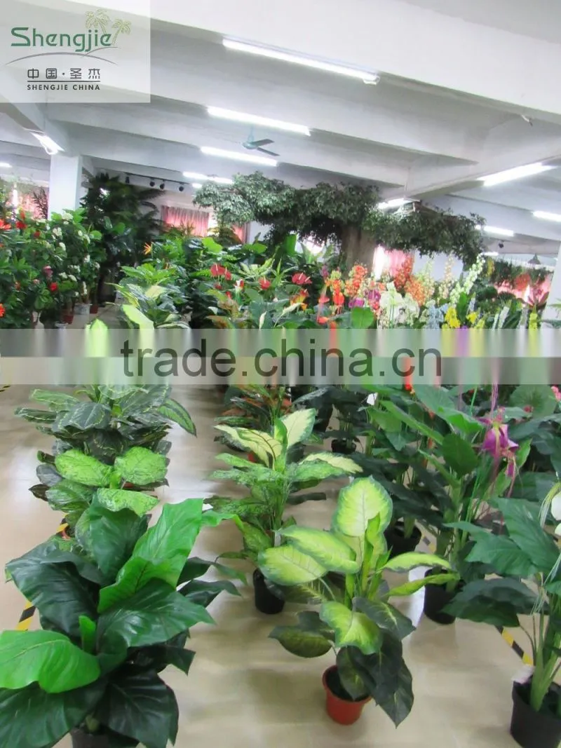 CHY060911 Guangzhou shengjie high quality bonsai for landscape