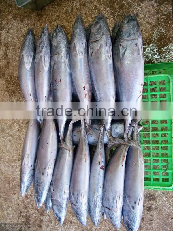 Frozen Bonito