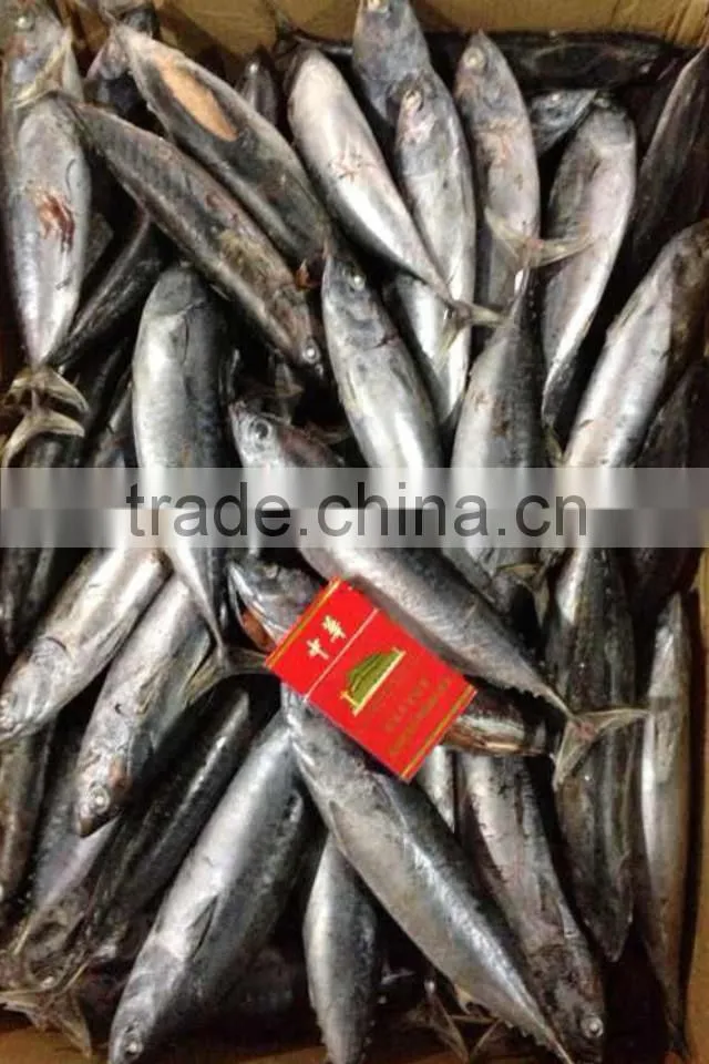 2015 bonito wr seafrozen 100-200g/pc