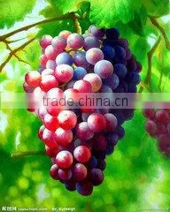 Hot sell grape crusher and smasher machine