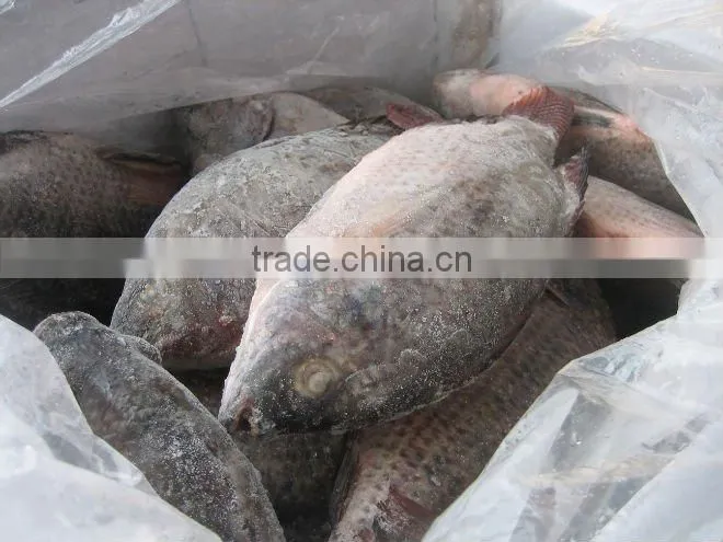 frozen whole tilapia fish exporter
