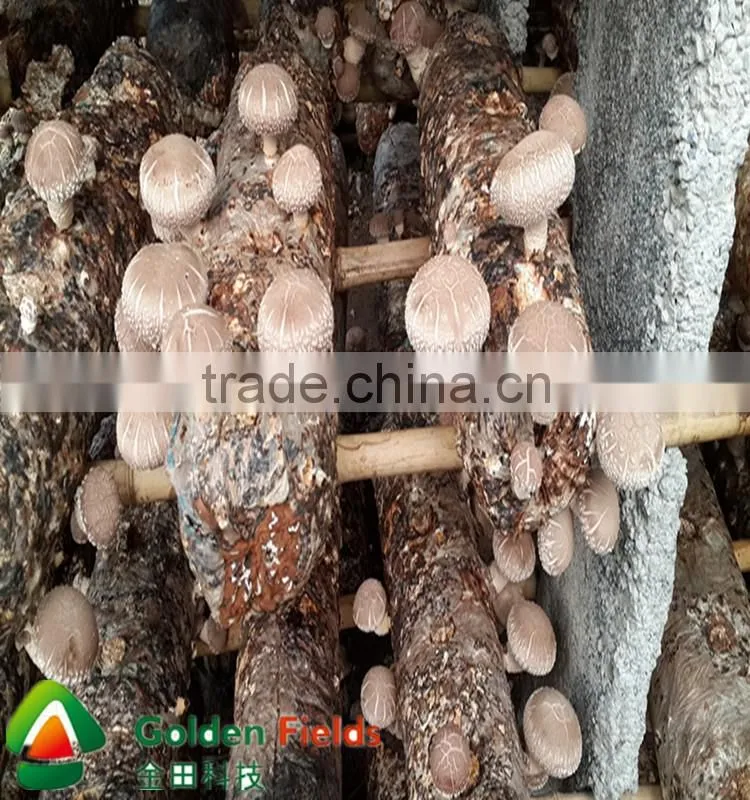 shiitake mushroom spawn