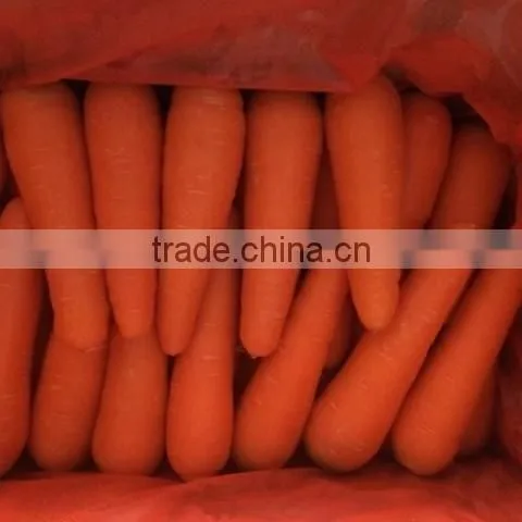 VIETNAM FRESH CARROTS CHEAP