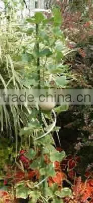 Plant Support