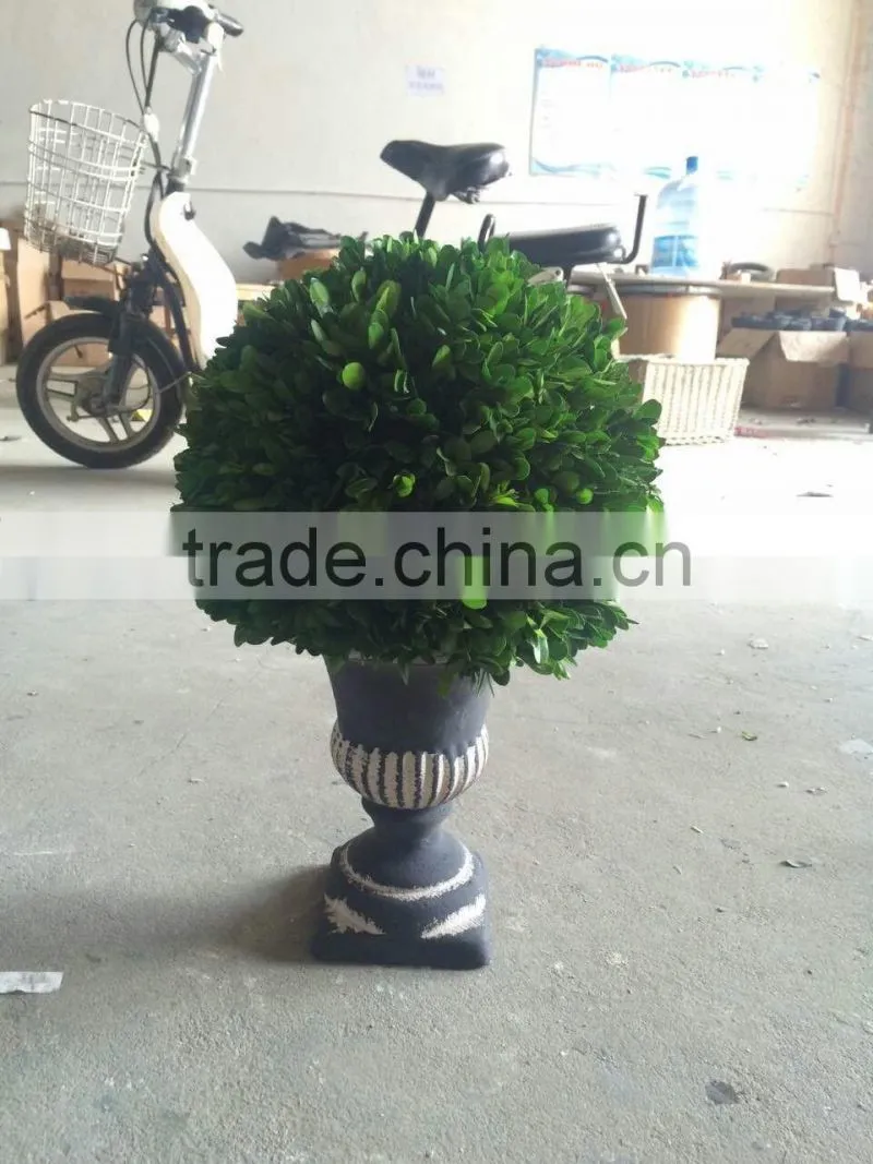 Potted preserved boxwood ball topiary producer