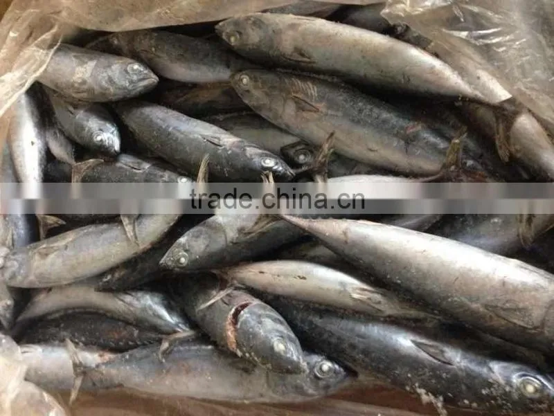 Sea Frozen Bonito Tuna