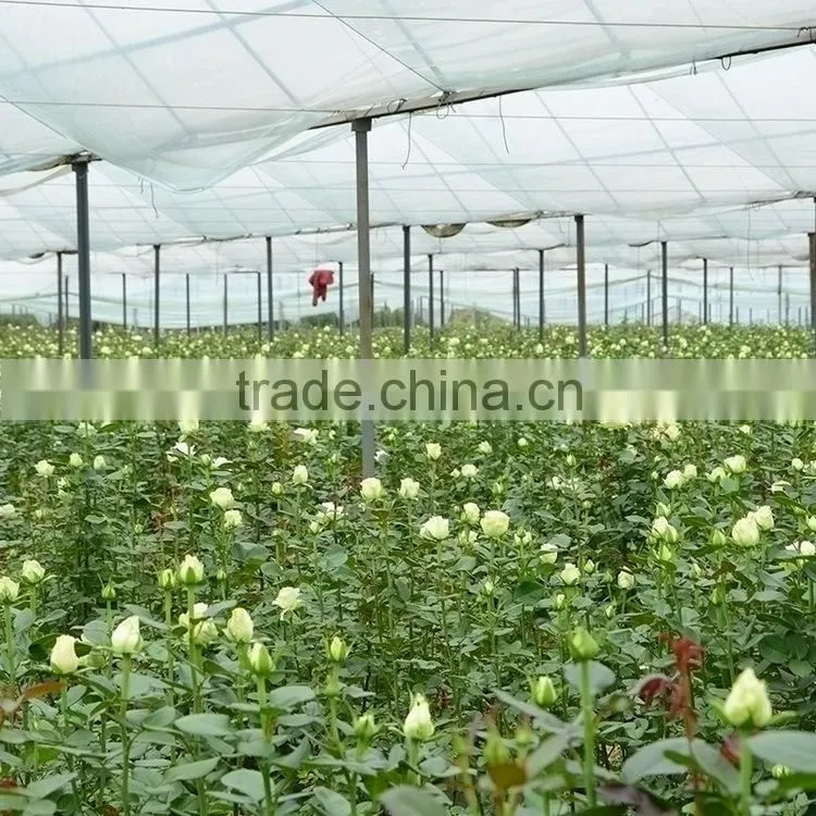 Factory Darb single head carnation