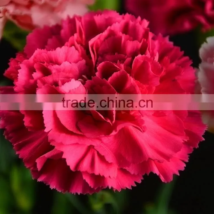 Love theme Bett exquisite supply carnation flower