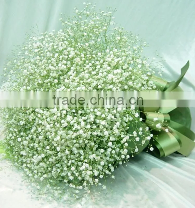Special unique nature preserved gypsophila