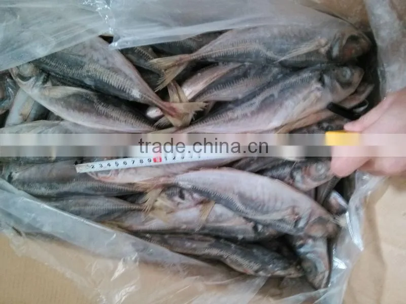 jack mackerel tin fish Horse Mackerel hot saleing overseas