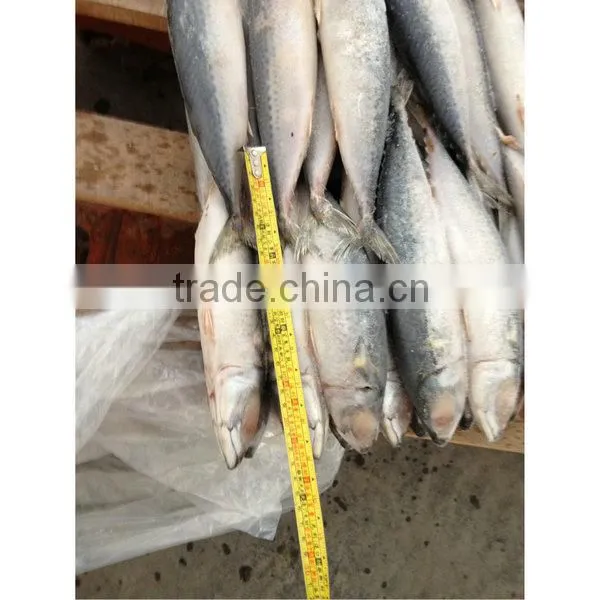 Carton frozen mackerel fish for sale