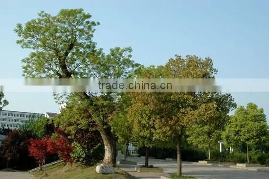 Big size Bischofia polycarpa tree seedling from China