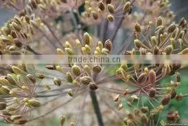 AJOWAN SEED 20% OIL