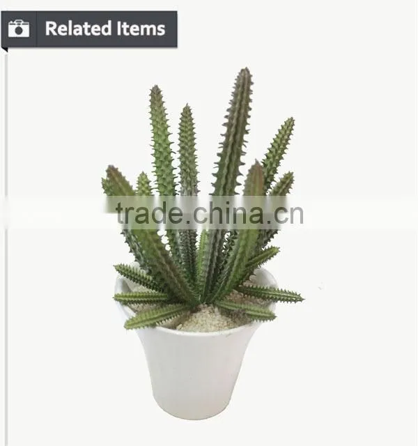 Kazuko Aoki mini succulent plants buy direct from China factory