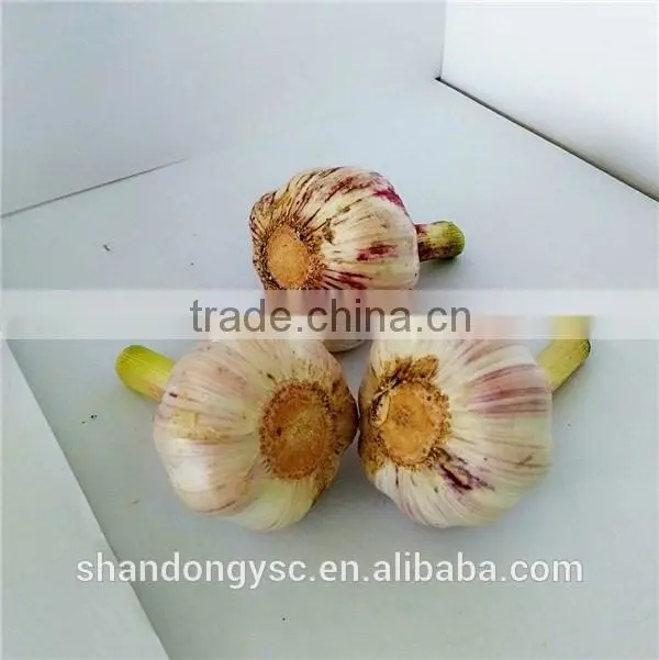 wholesale fresh garlic China garlic price