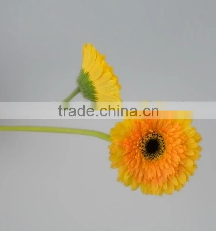 Fresh cut Champagne yellow gerbera