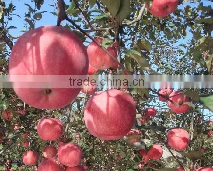 Fresh gala apple with good quality and good taste for sale