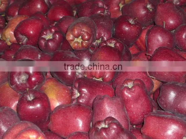 fresh chinese red delicious apple