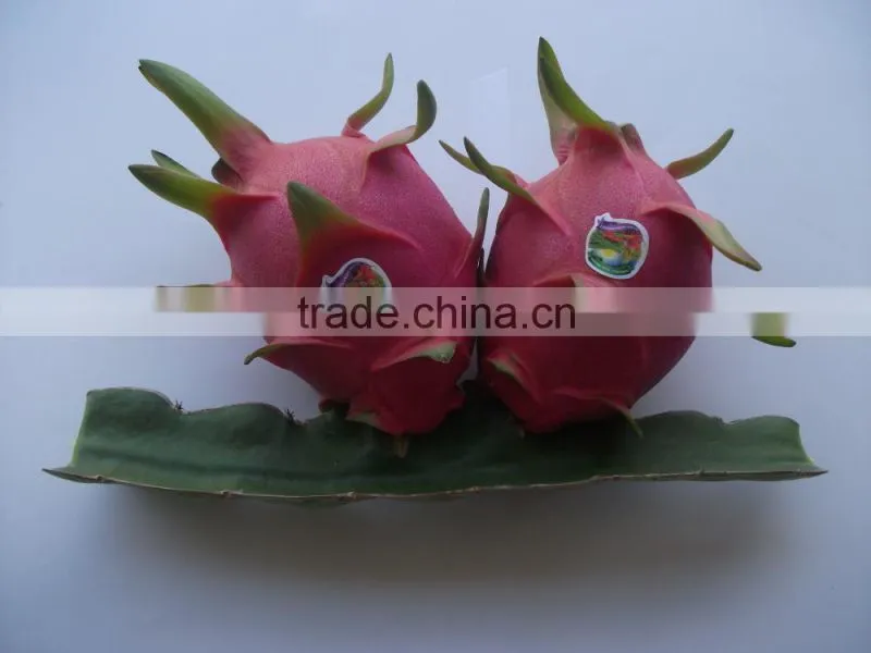 Fresh Dragon Fruit