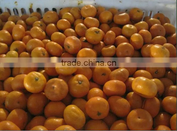 2012 shatang orange to quality & cheapest price