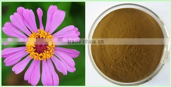 Echinacea Purpurea Extract echinacea purpurea extract in bulk