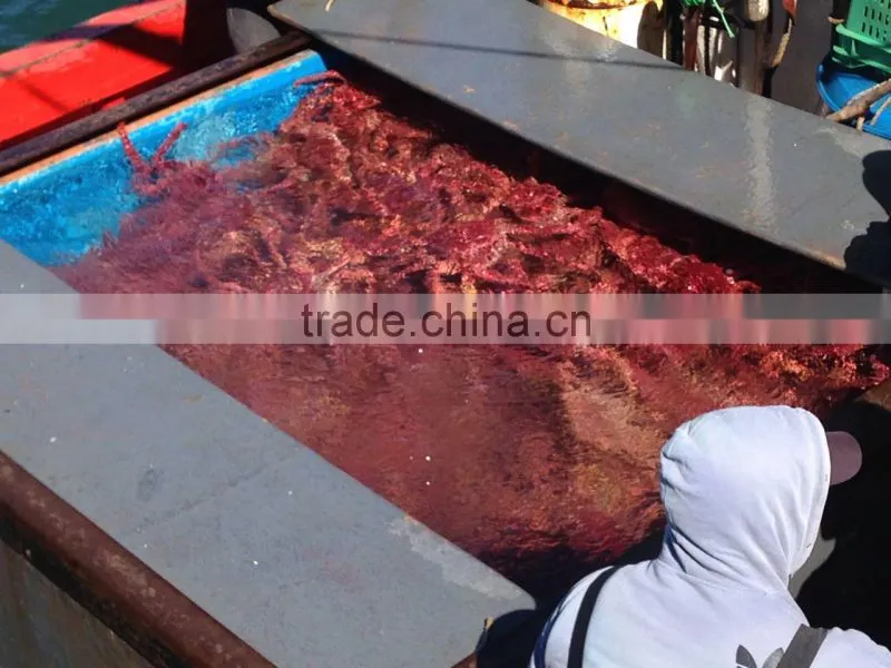Exportadora Global Seafood Chile S.a. company overview - view 2