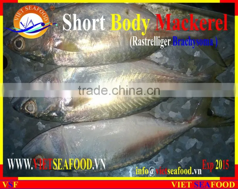 FROZEN SHORT BODY MACKEREL WHOLE ROUND