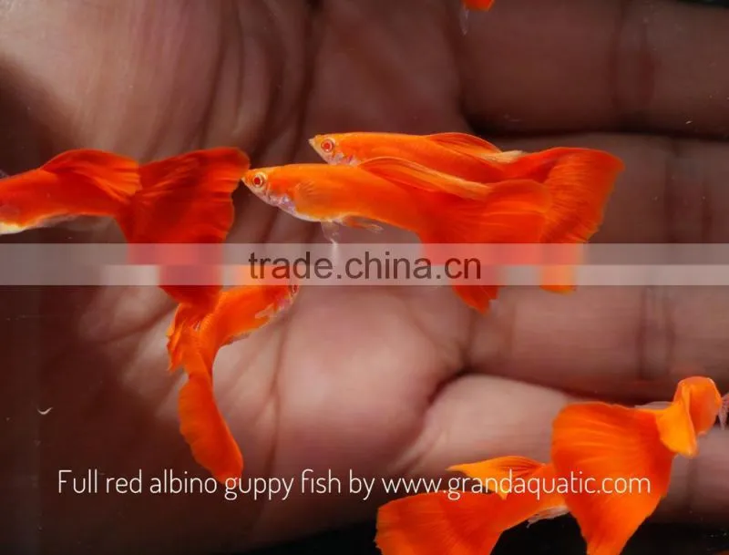 Full red albino guppy for Freshwater Aquarium fish export company from Thailand