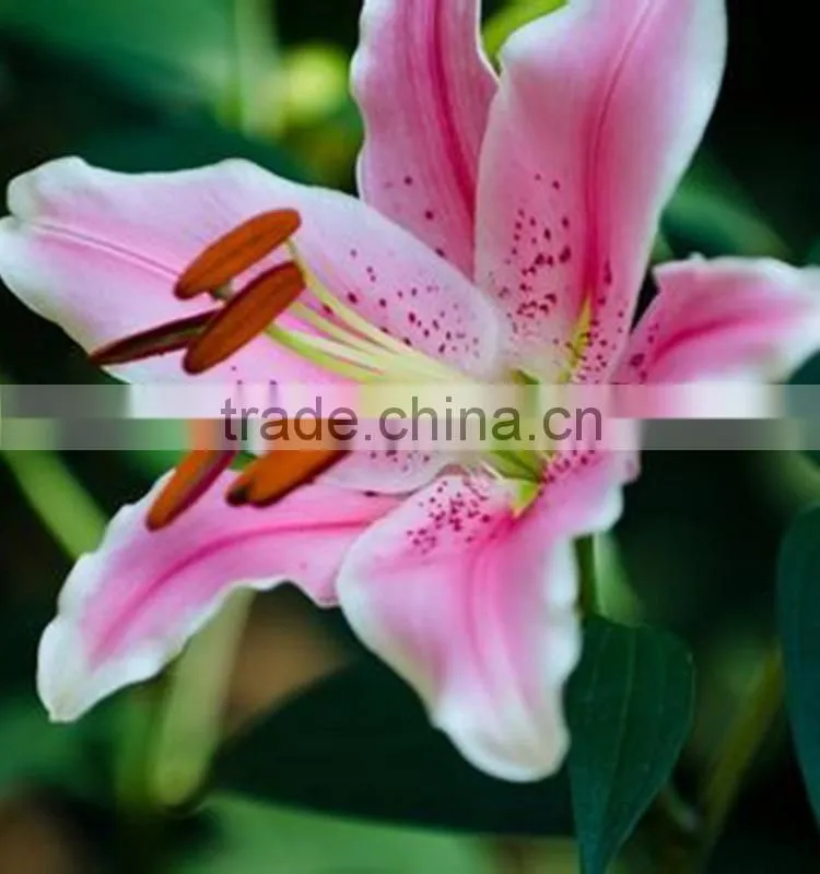 Best quality sorbonne lily flower wholesale
