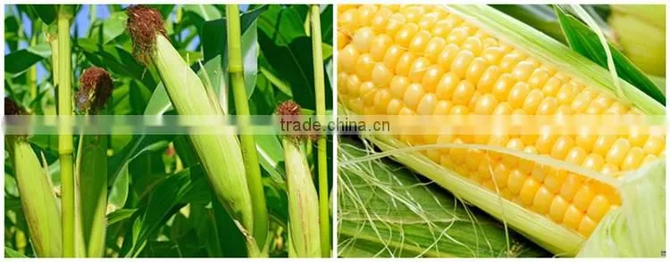 Huminrich Granular State And Other Fertilizers Classification Lignite Humic Acid