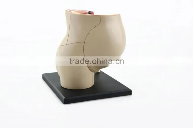 V-HM02 4D MASTER The parent organization of human uterus with the fetus assembled model