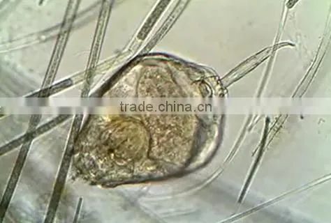 Rotifer W.M Individual microscope prepared slide