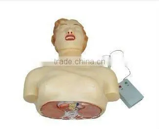 human body model,DAPPER DAN TORSO 14-PARTS