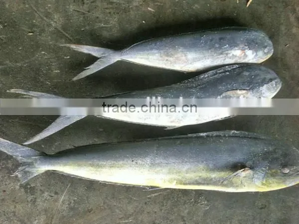 IQF frozen mahi mahi fish whole round
