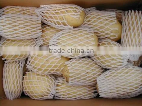 Holland Potato to Dubai Market for Sale