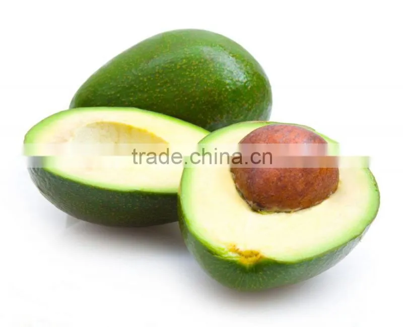 Avocado tree seedling