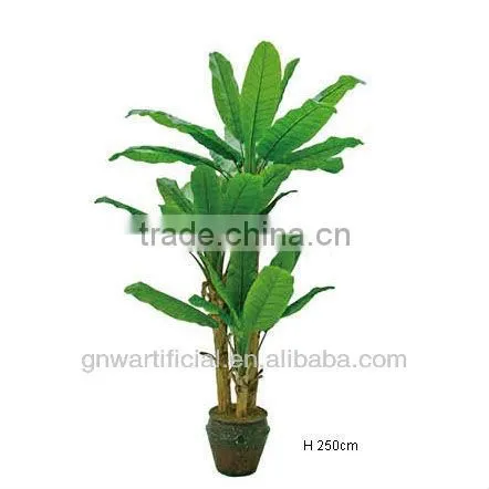 bonsai plant ficus tree indoor GNW G41