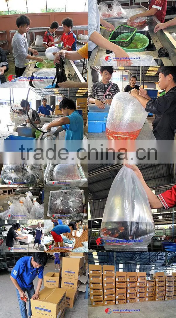 Aquarium Fish Tank Supply from Thailand