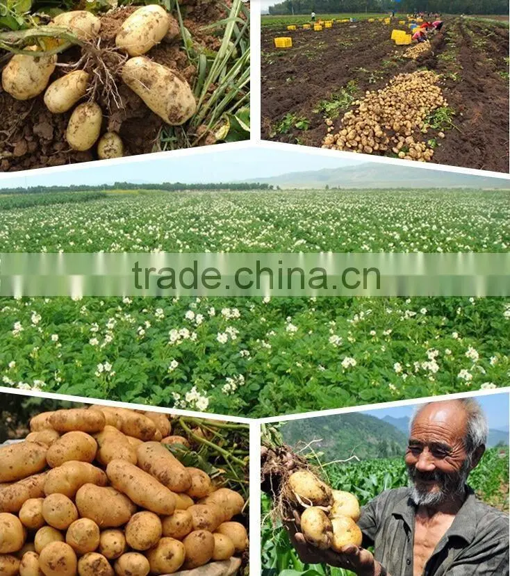 sweet fresh potato