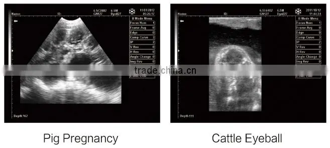 FN550V HOT selling full digital B model ultrasound veterinary portable
