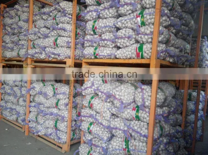 Factory Directly Supply new crop Fresh Garlics