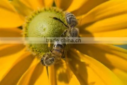 Sunflower Honey