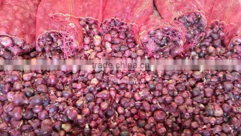 Top Fresh ONION WITH ALL SIZES