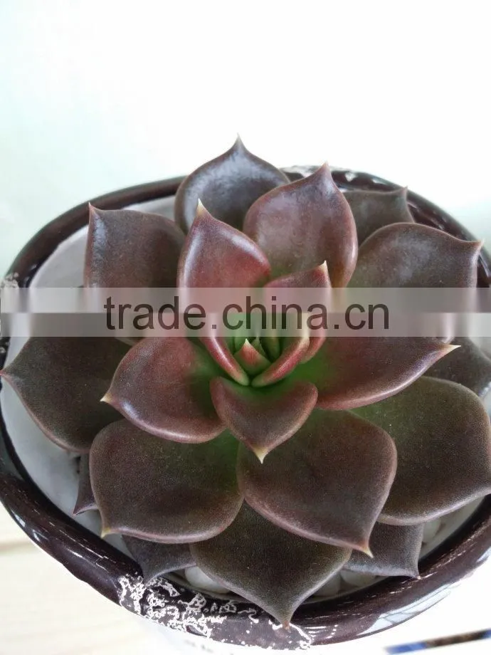 Echeveia 'Black Prince' of succulent plants