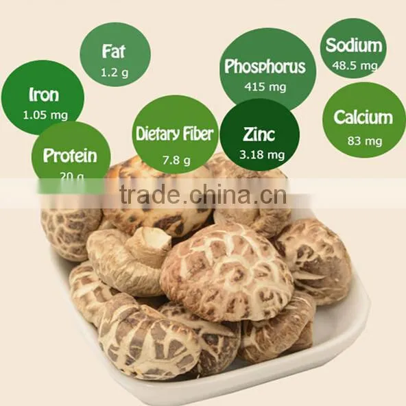 lentinus edodes/mushroom champignon/champignon mushroom