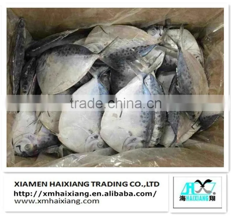 Frozen whole round scad mackerel fish prices